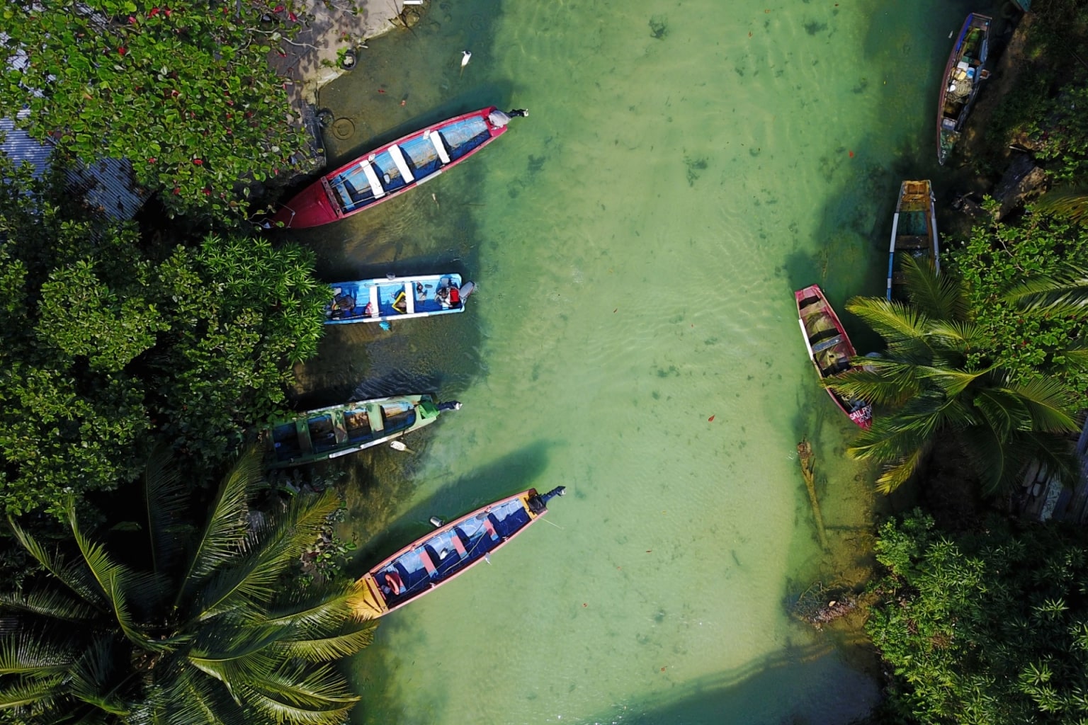 White jamaica