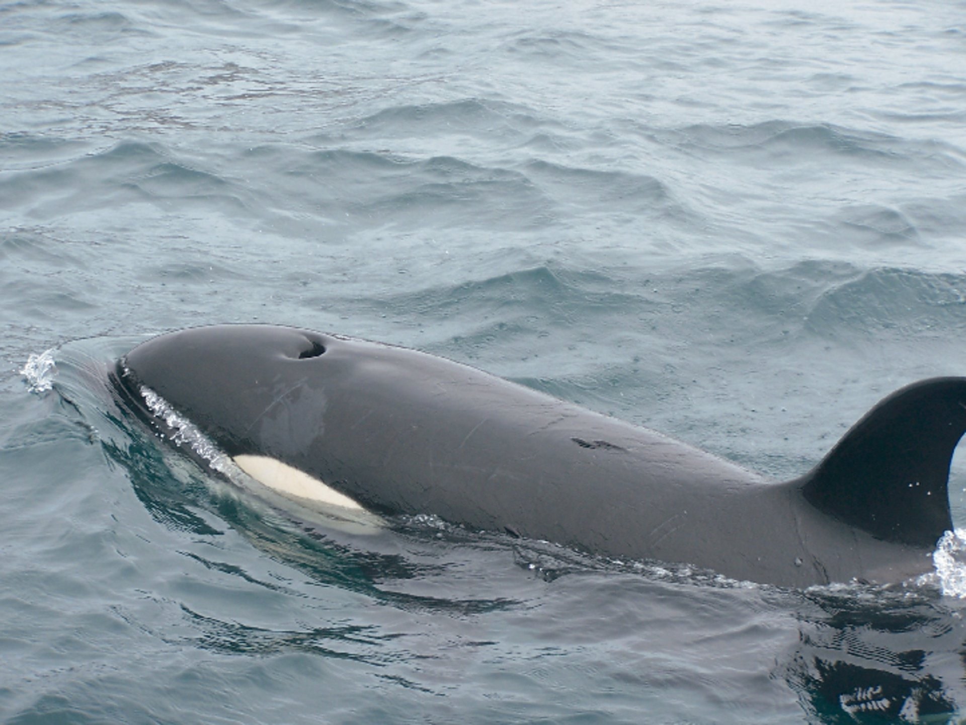 Best Place To See Orcas In The Wild Celebrity Cruises