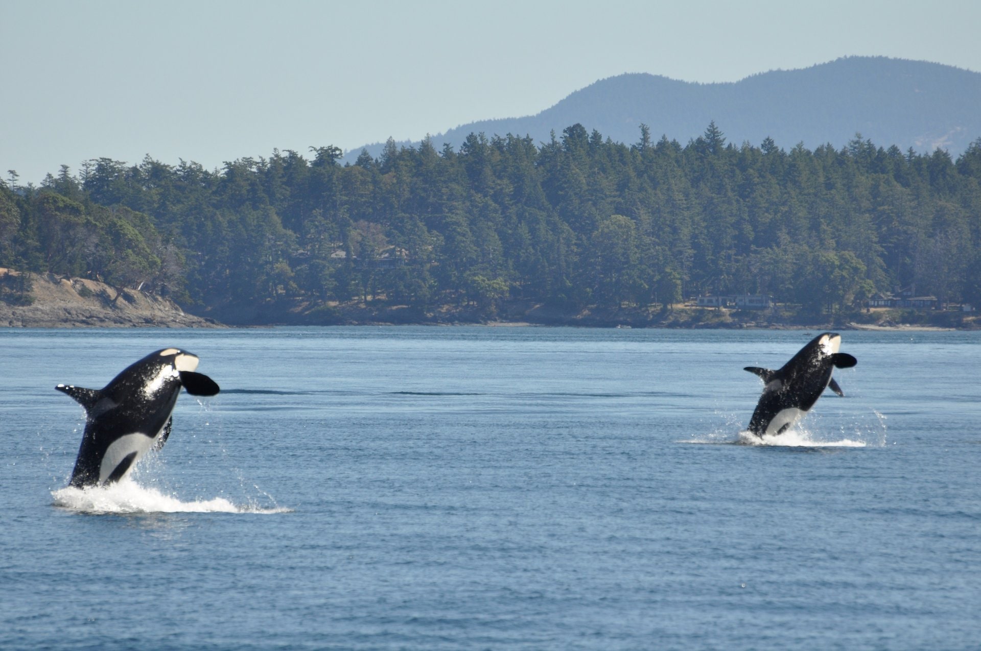 best-place-to-see-orcas-in-the-wild-celebrity-cruises