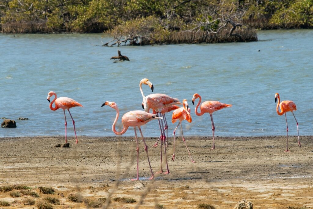 Flamingo on a beach in Bonaire