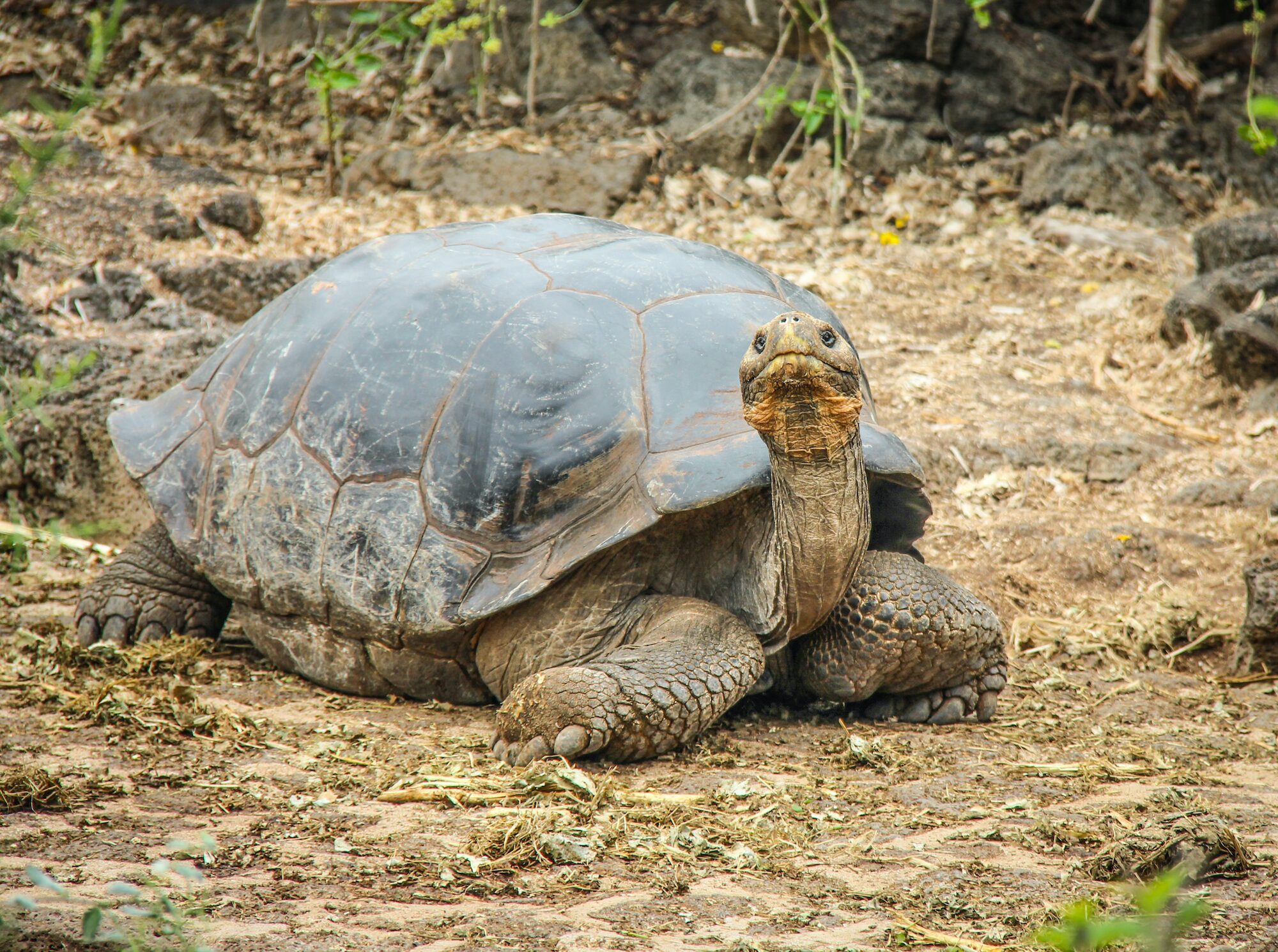 Galapagos Cruise Loops: Which One Is Best? | Celebrity Cruises