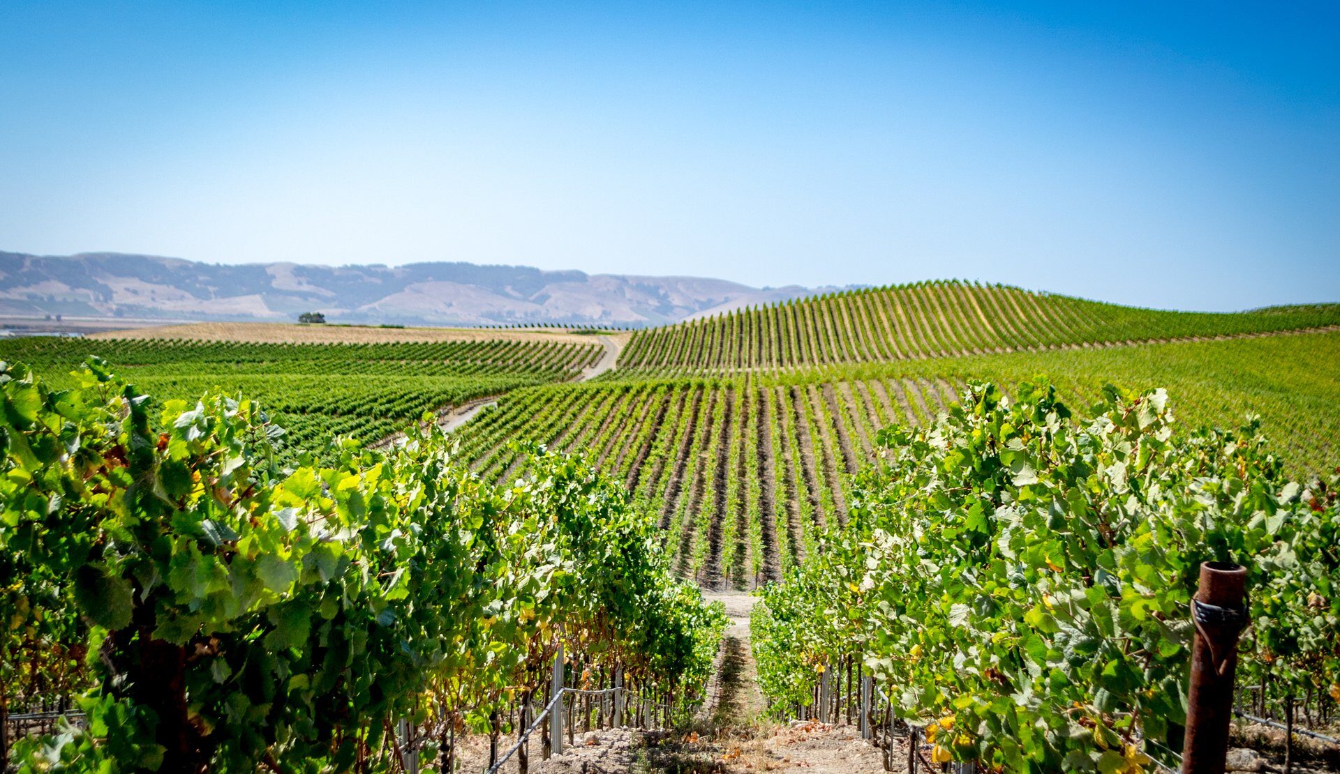 Top California Wine Regions To Visit | Celebrity Cruises