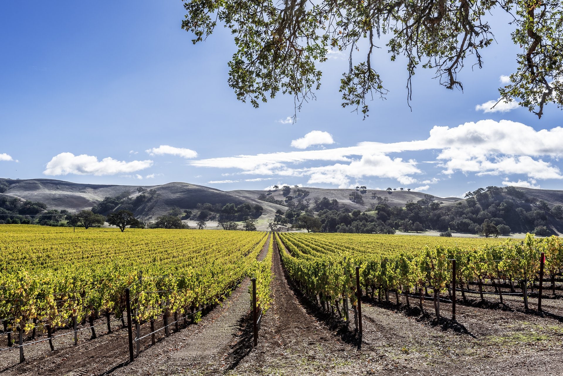 Top California Wine Regions To Visit | Celebrity Cruises