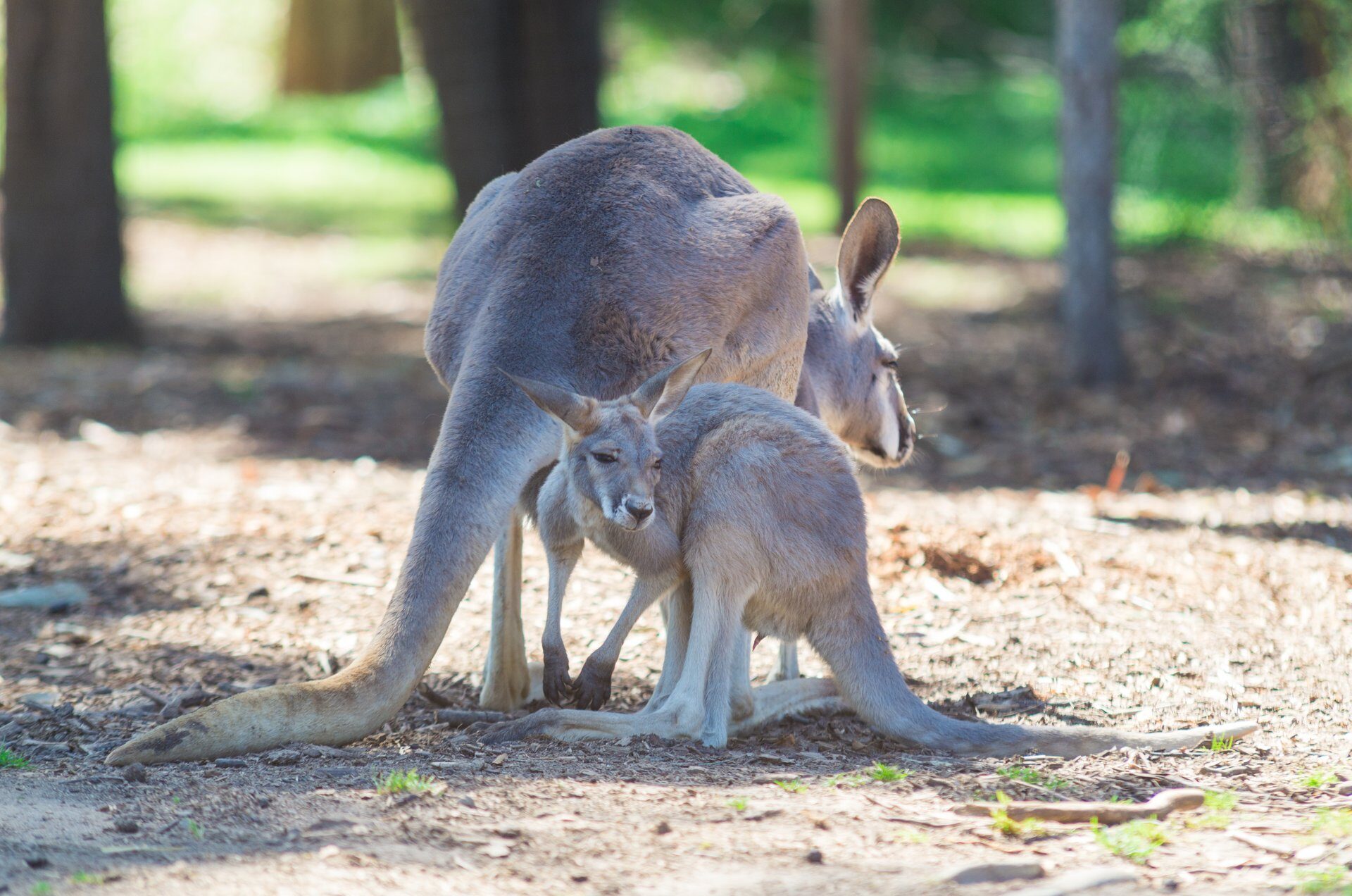 13 Things to Do in Melbourne With Kids | Celebrity Cruises