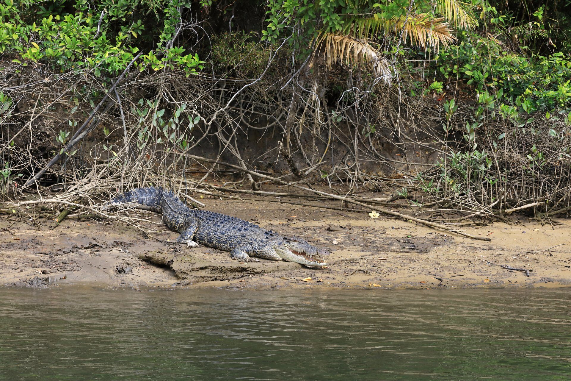 12 Exciting Things to Do in Cairns | Celebrity Cruises