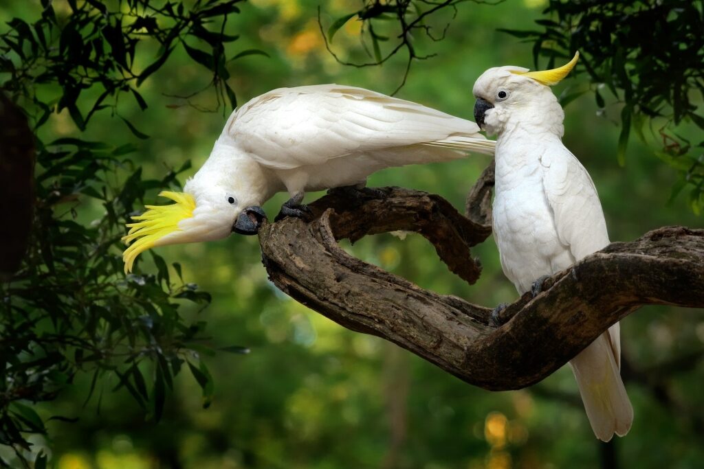 Birds on a tree branch