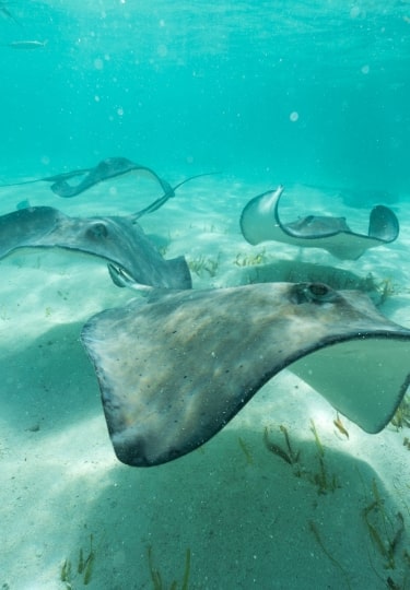 Snorkeling in Belize with stingrays