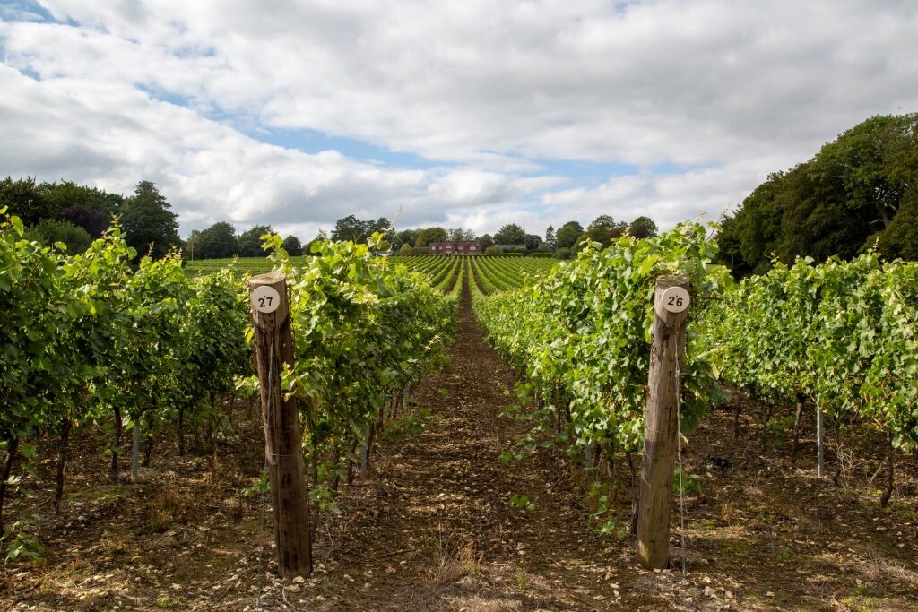 Lush landscape of Hambledon vineyard