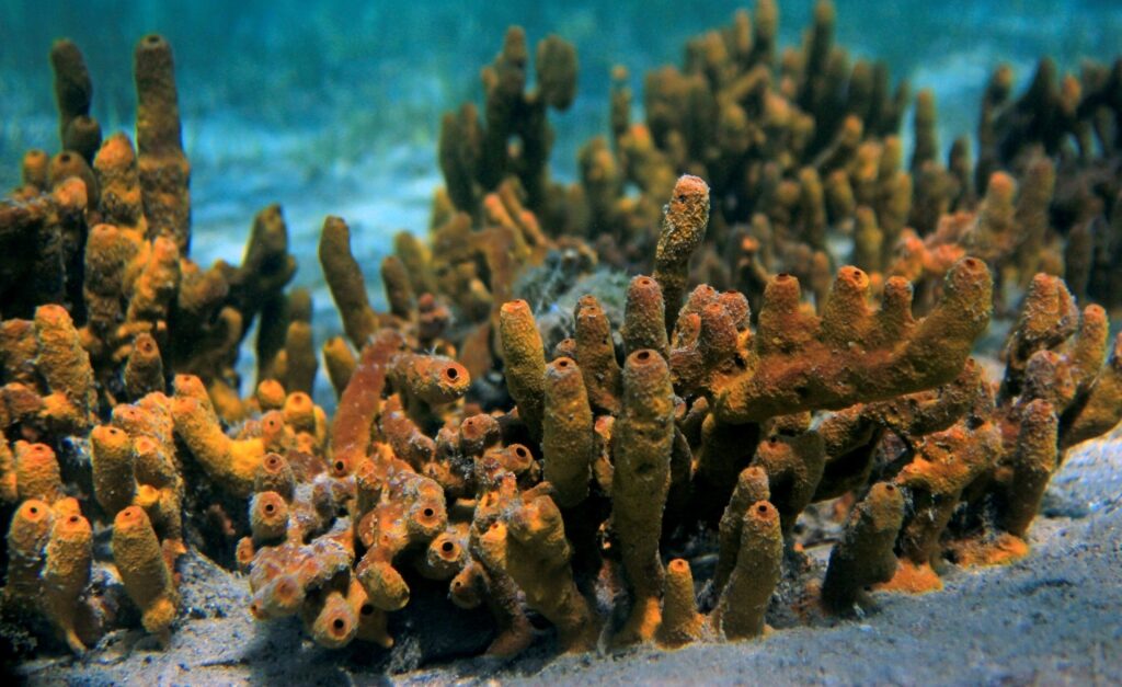 Corals in Champagne Reef, Dominica