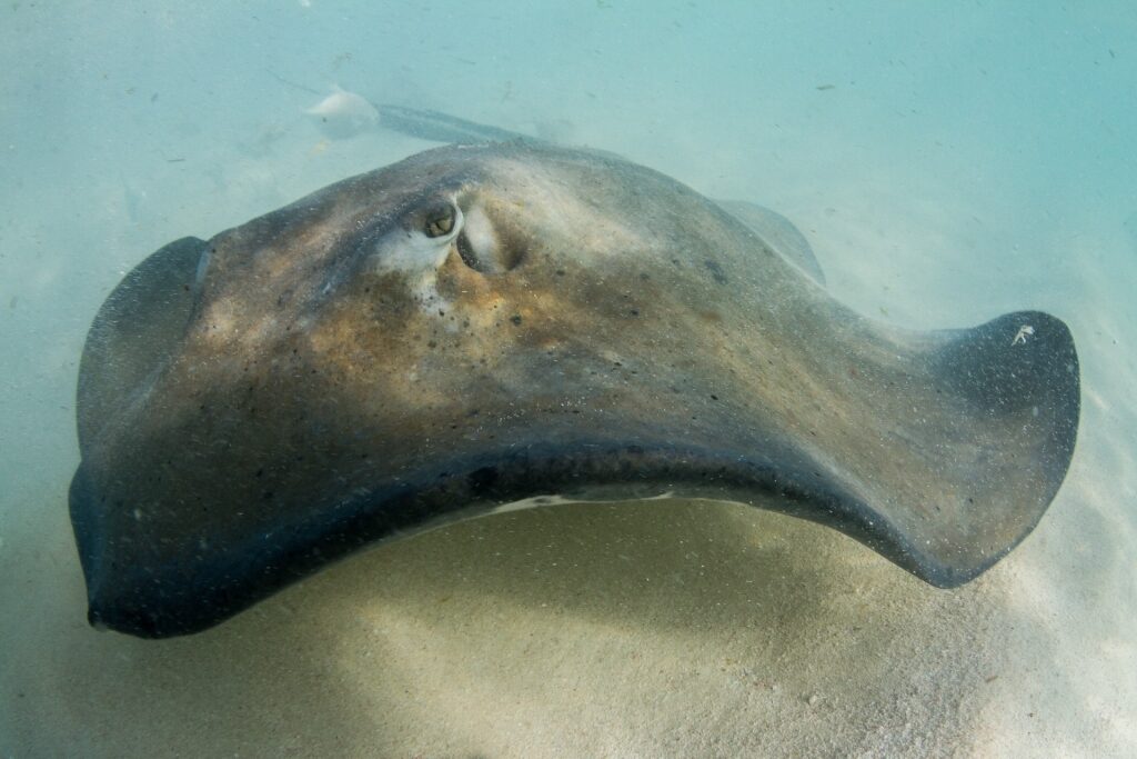 Stingray spotted in Gibbs Cay in Grand Turk, Turks & Caicos