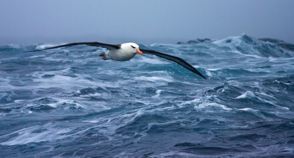  albatros de ceja negra volando sobre el océano