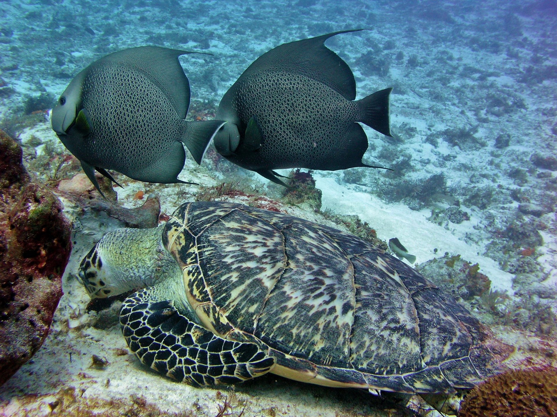 Best Places for Snorkeling in Cozumel | Celebrity Cruises