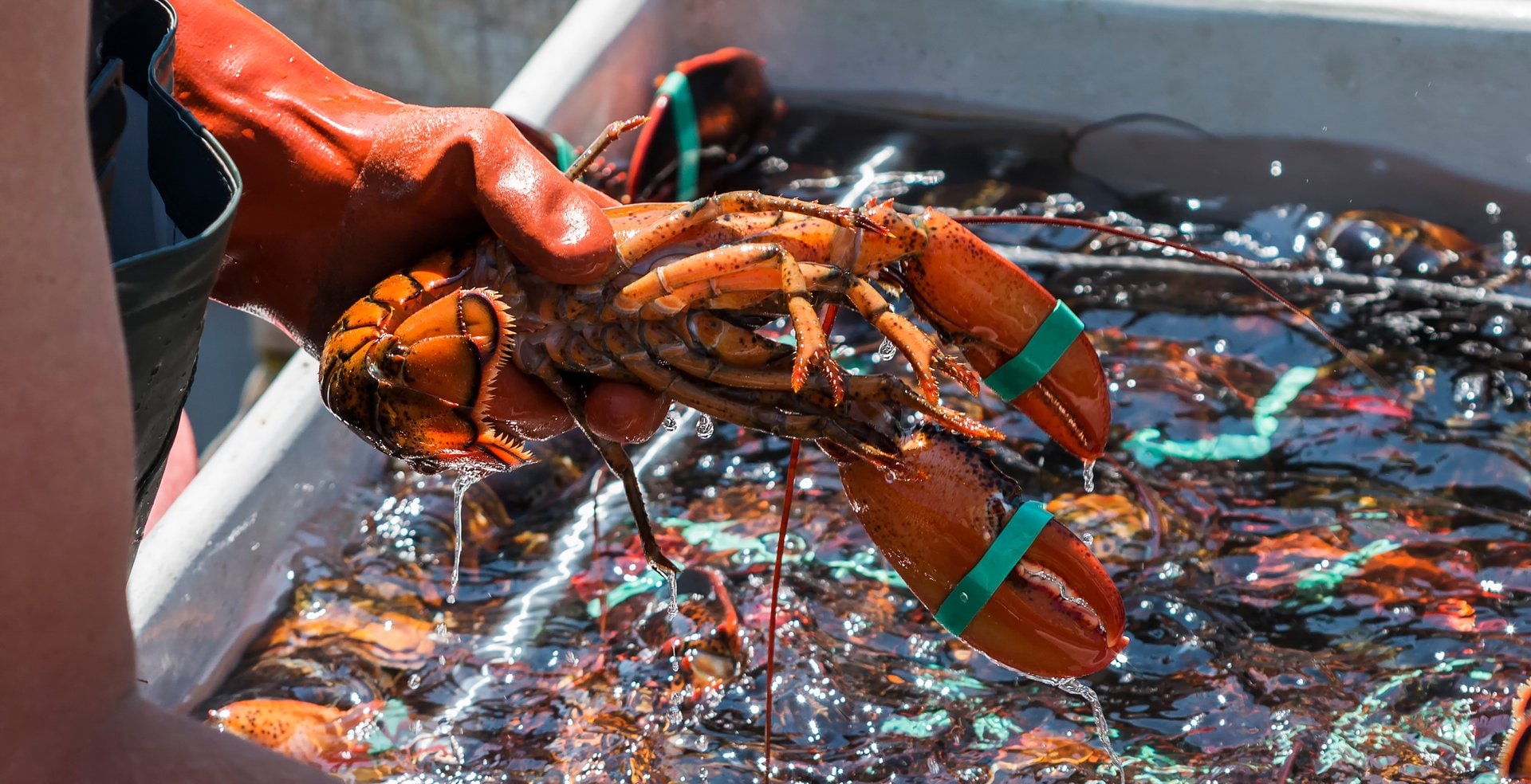 lobster tour in bar harbor