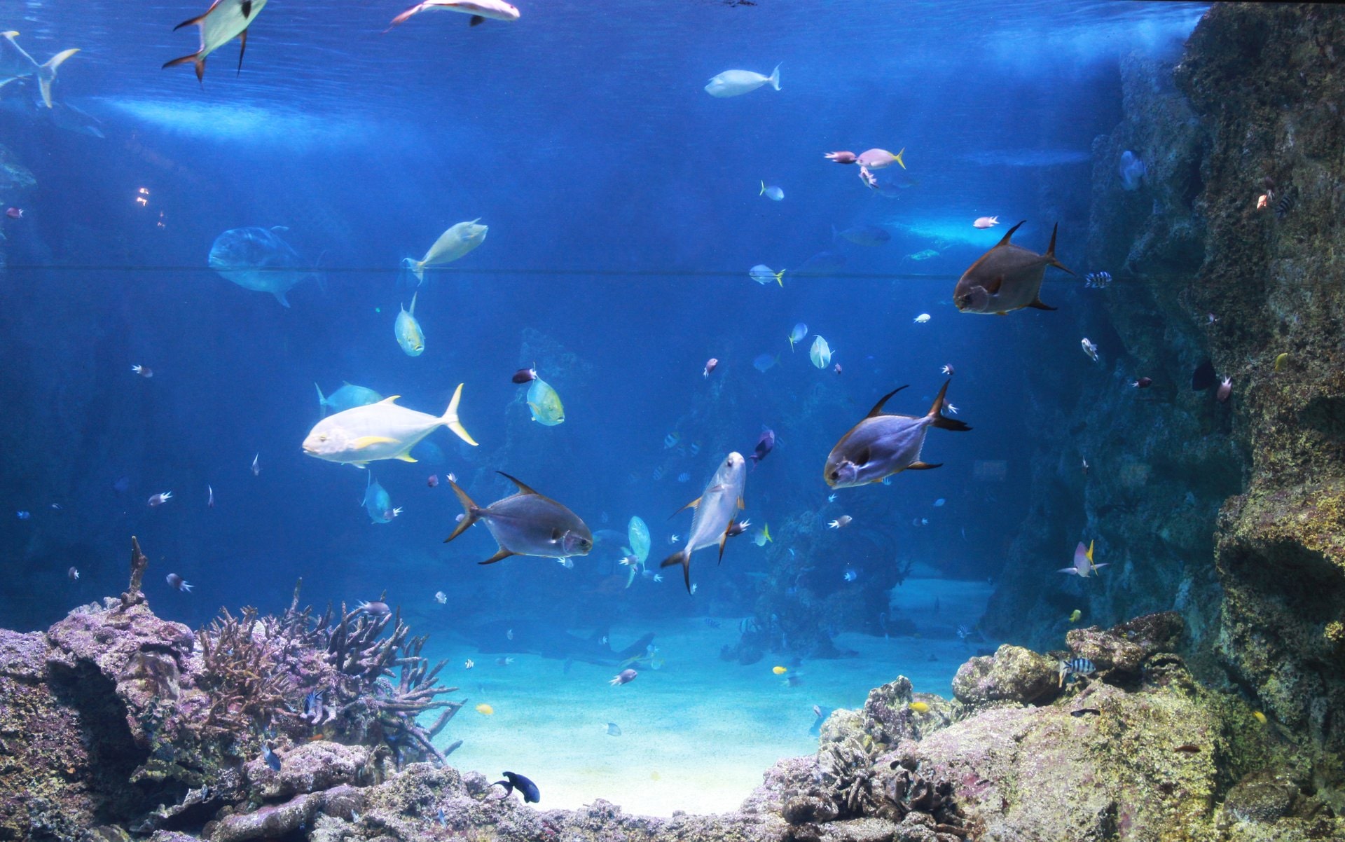 11 Best Aquariums in the World | Celebrity Cruises