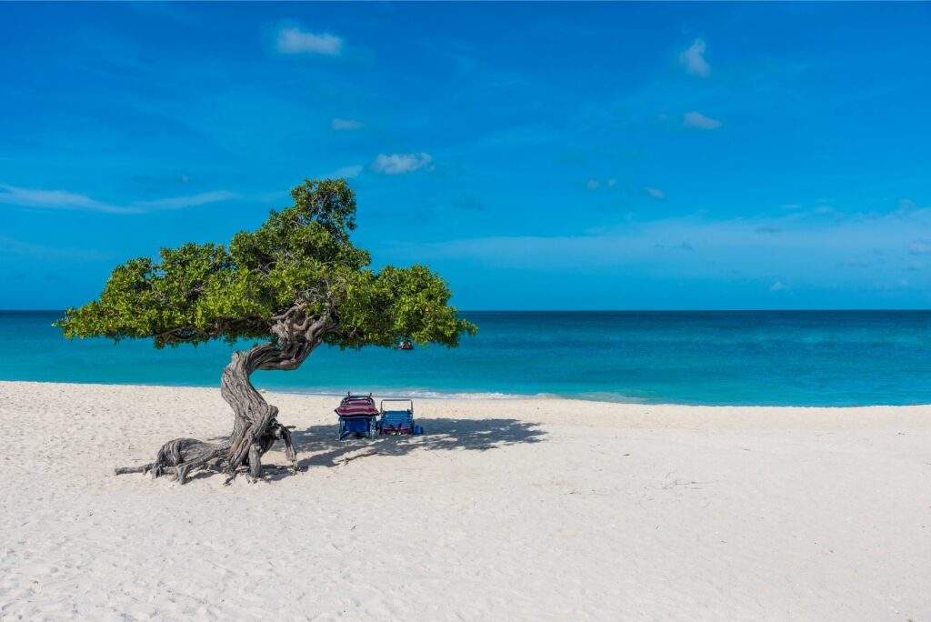 Fofoti tree in Eagle Beach, Aruba