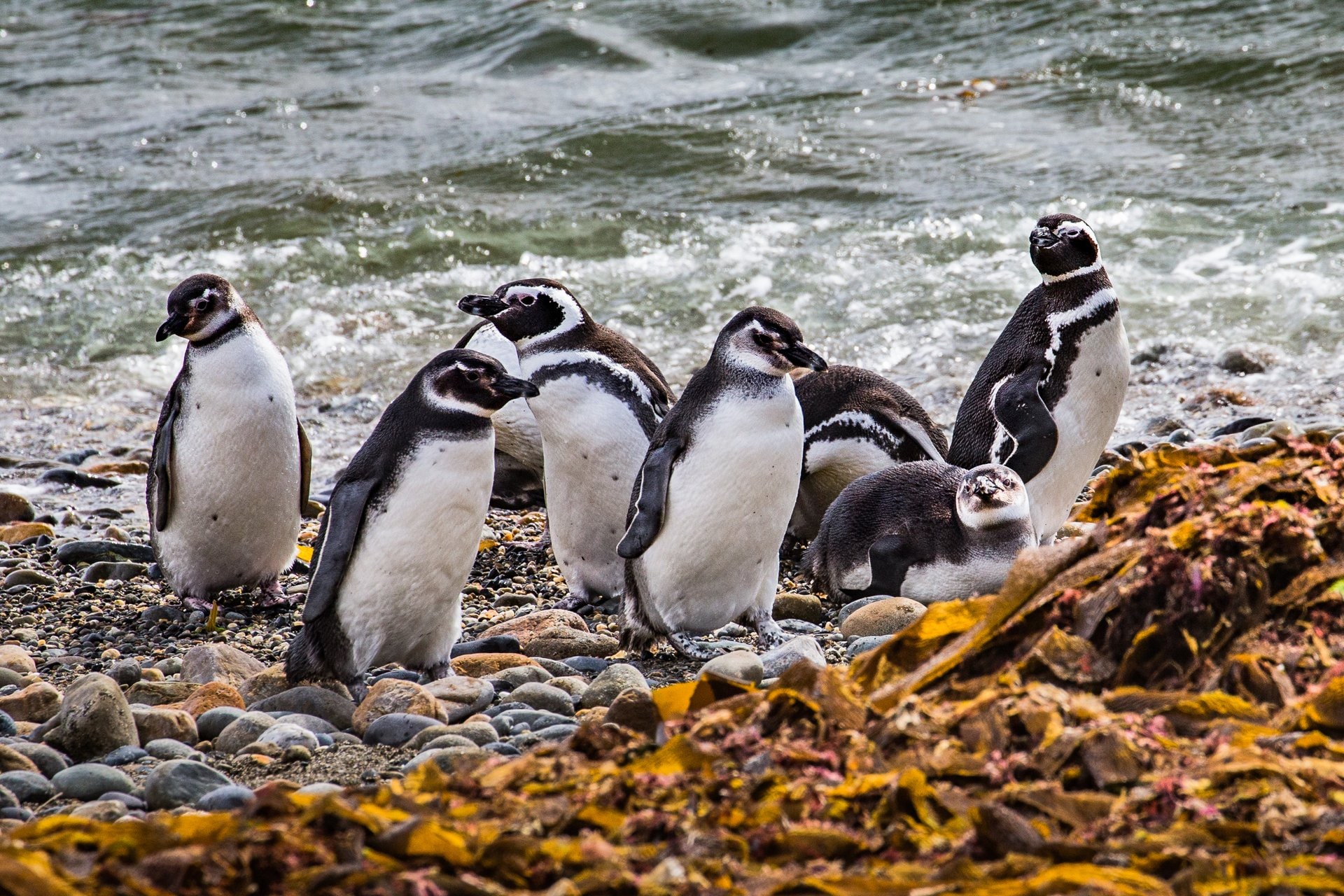 where-to-see-penguins-in-south-america-celebrity-cruises