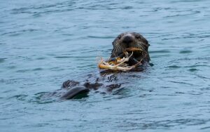 13 Amazing Animals in Alaska to Spot on Your Next Trip | Celebrity Cruises