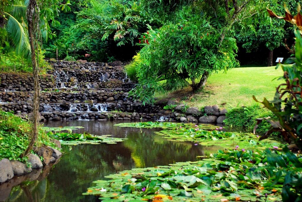 Lush landscape of Vaipahi Water Gardens