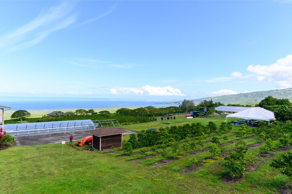 Coffee plantation in Kailua Kona, Hawaii