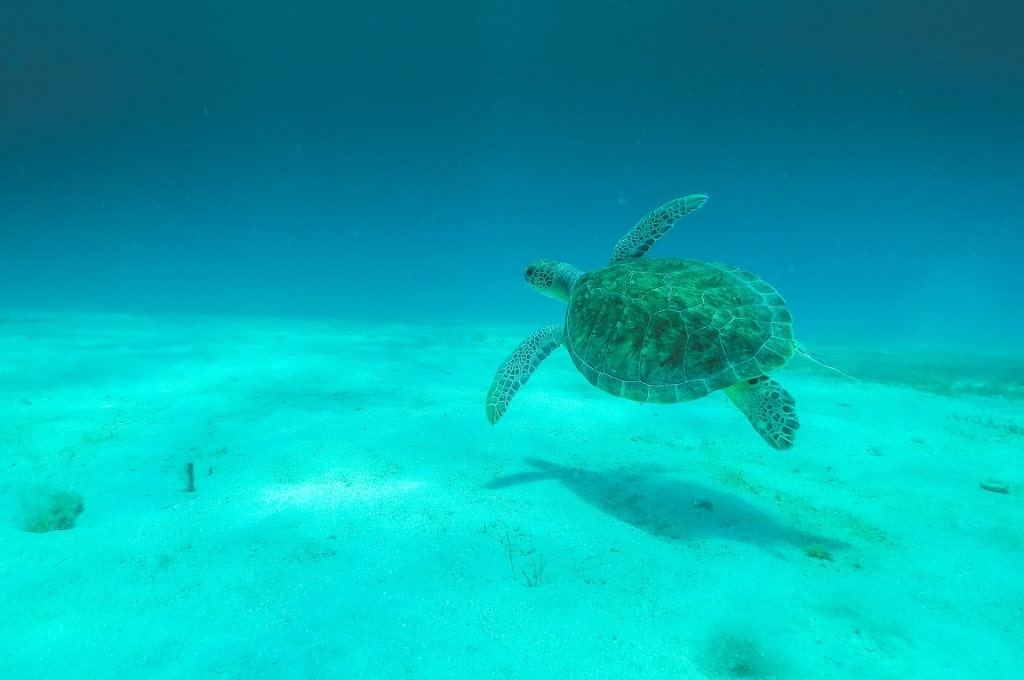 Sea turtle spotted while scuba diving