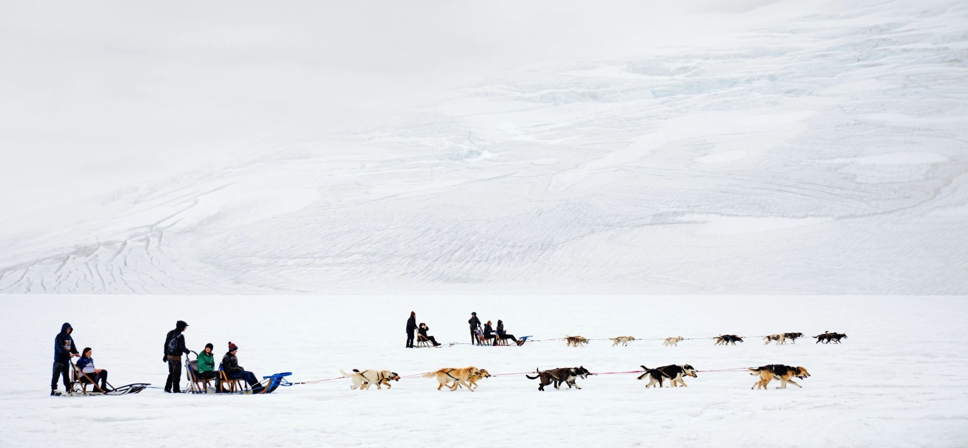 Alaska Dog Sledding  The Only 5.0 Star Rated Mushing Tour in Fairbanks