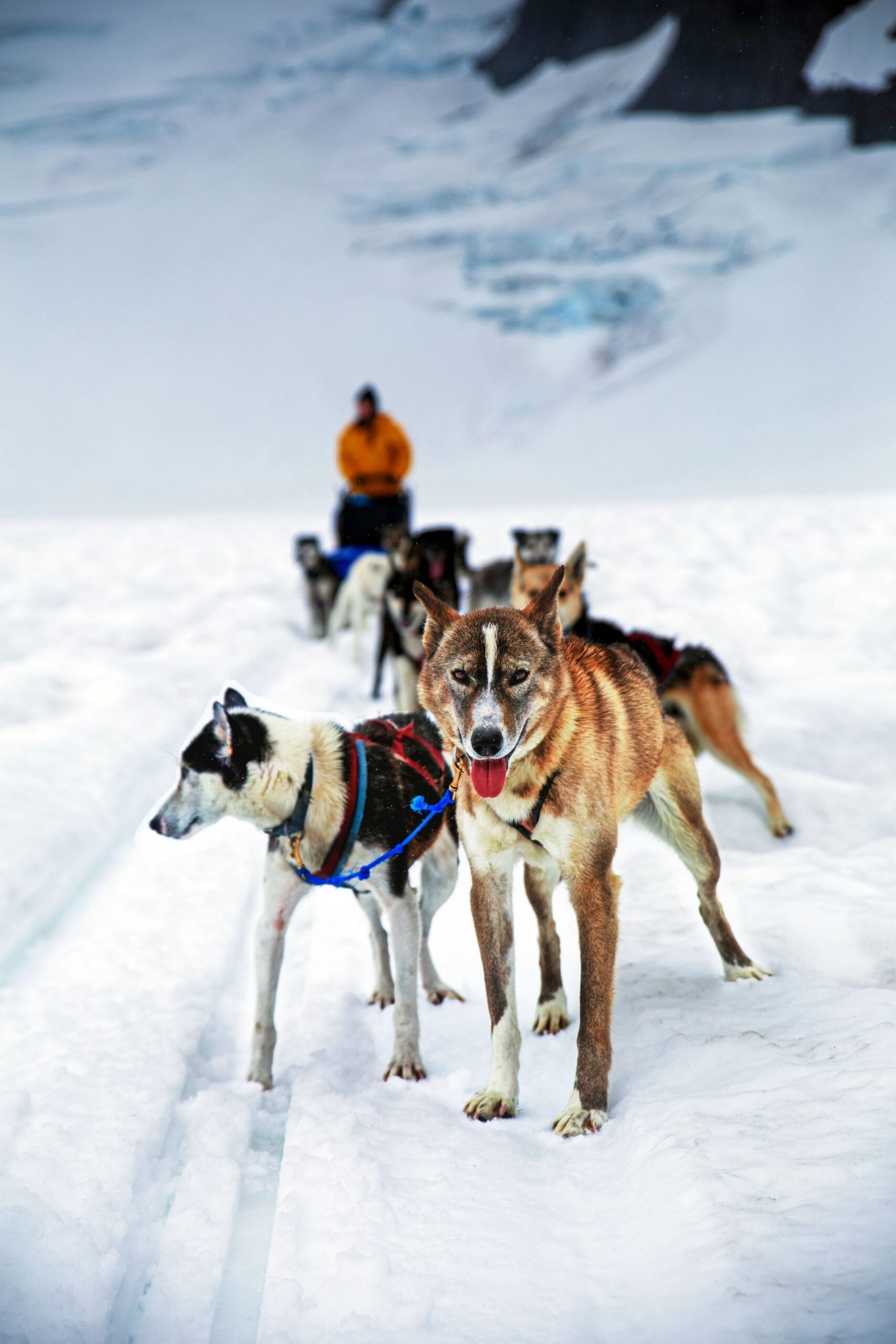 dog sled tour alaska