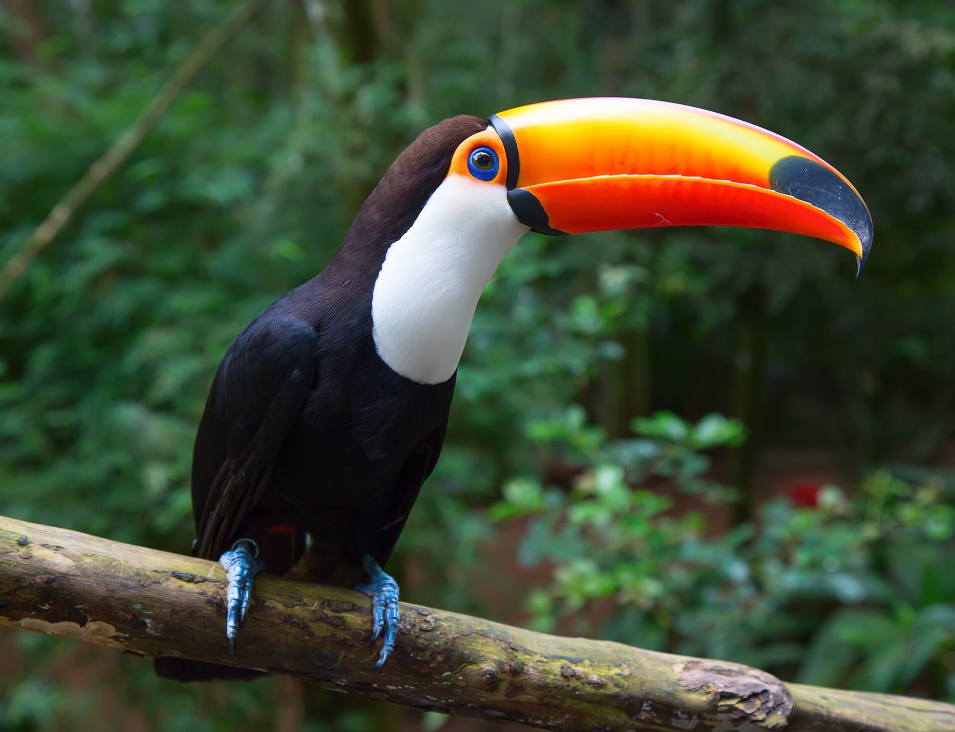 12 Exotic South American Birds to Spot | Celebrity Cruises