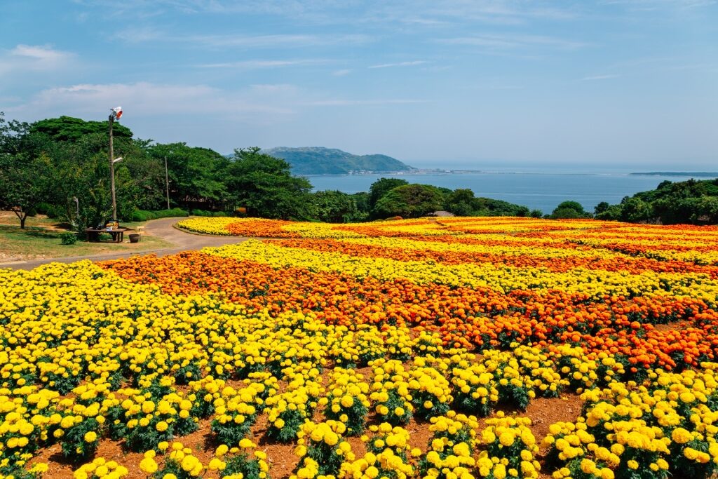 Colorful landscape of Nokonoshima Island Park