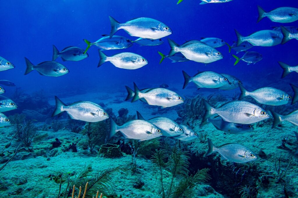 School of fish in Looe Key Reef, Florida