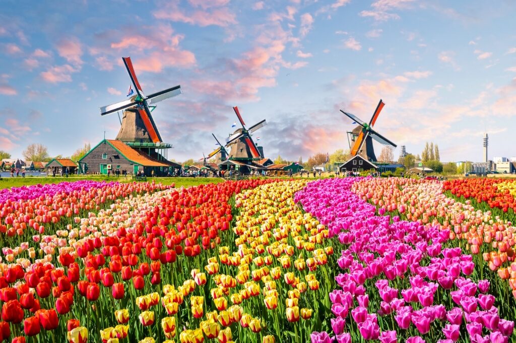 Windmills of Zaanse Schans, The Netherlands