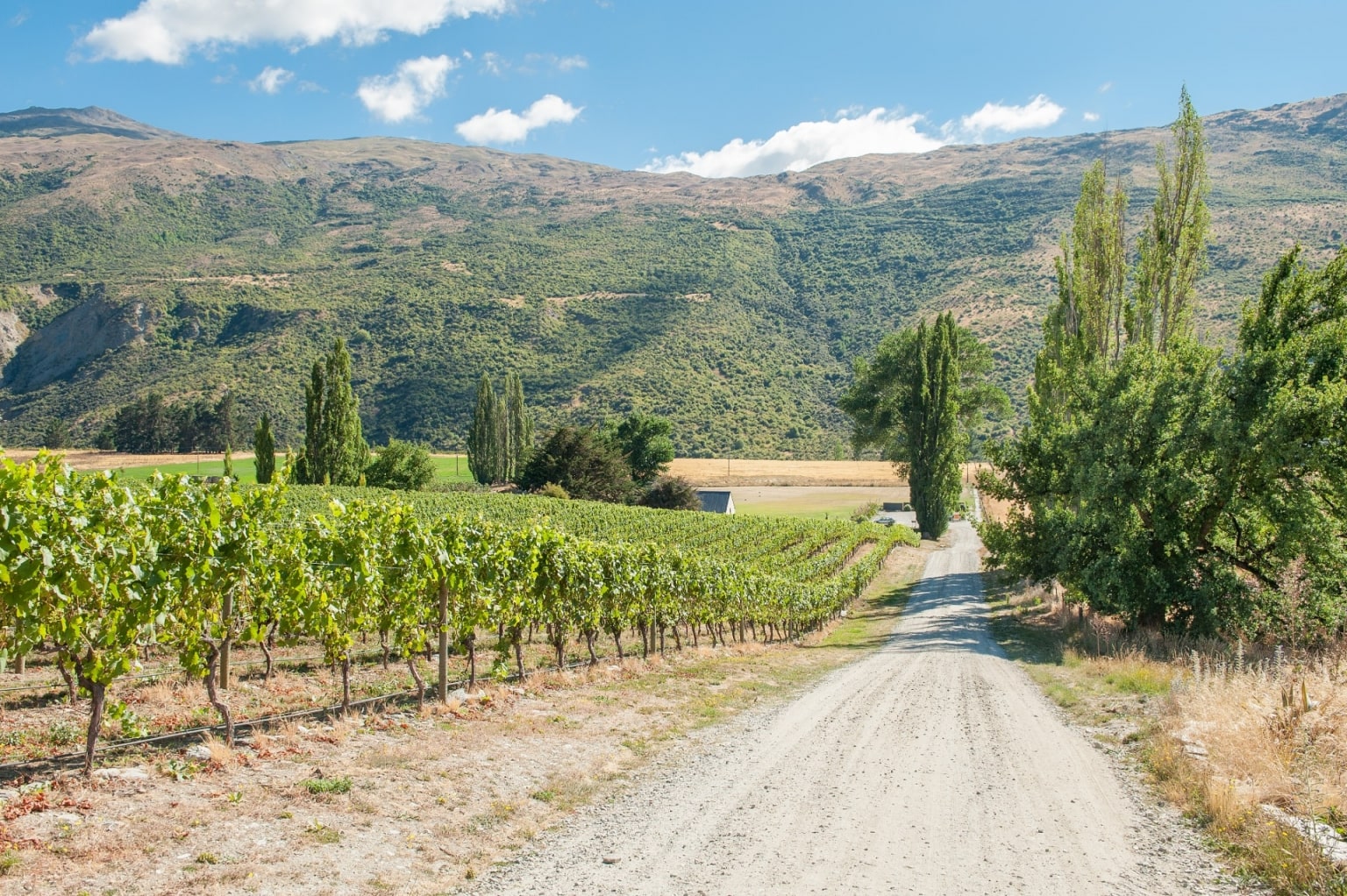 The Ultimate Guide To New Zealand's Wine Regions | Celebrity Cruises