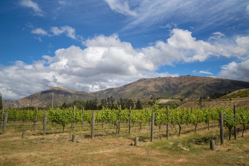 The Ultimate Guide to New Zealand's Wine Regions