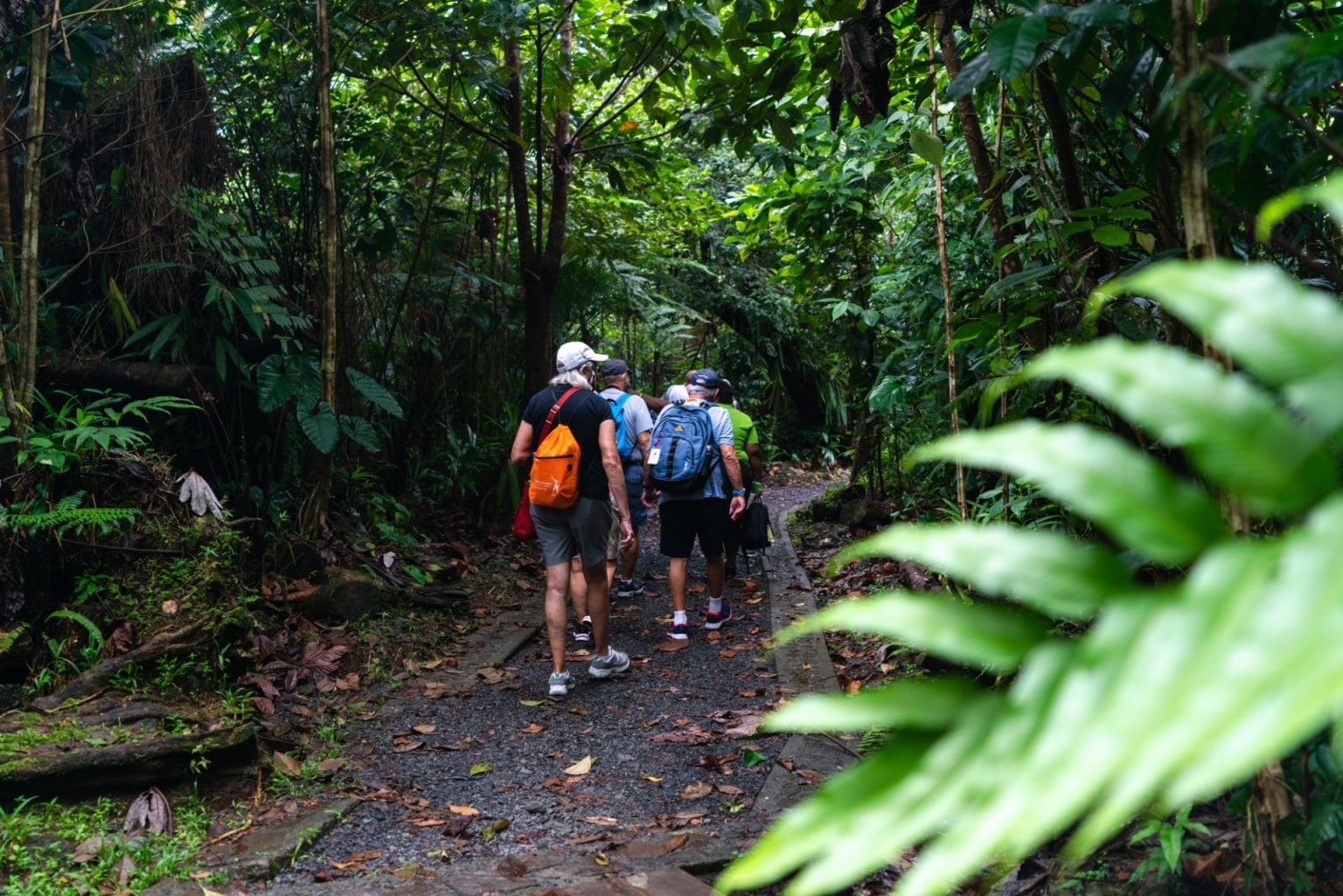 dominica celebrity excursions