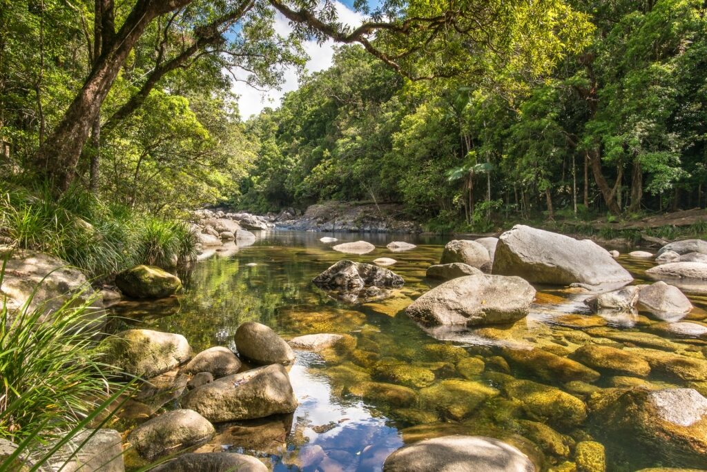 Pretty landscape of Daintree Rainforest in Port Douglas, Australia