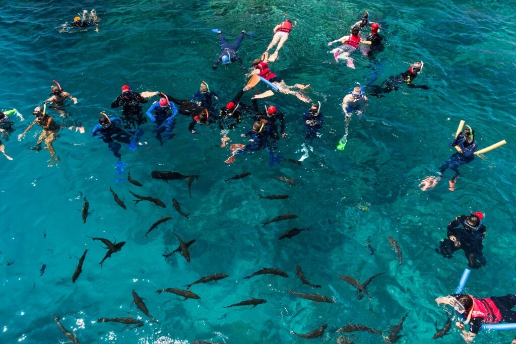 People snorkeling in Port Douglas, Australia