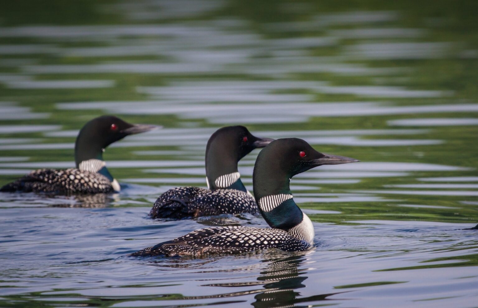 18 Beautiful Birds to Spot in Alaska | Celebrity Cruises