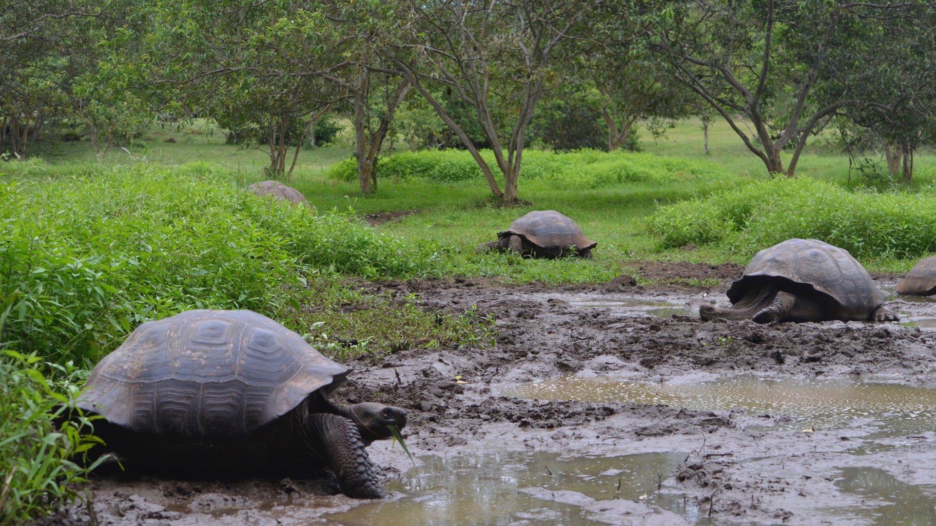 Insider’s Guide to Santa Cruz, Galapagos | Celebrity Cruises