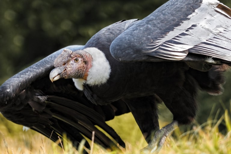 Wildlife In Patagonia: 20 Amazing Species 