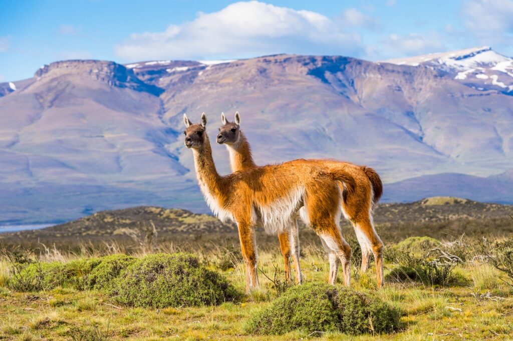 Wildlife in Patagonia: 20 Amazing Species | Cruises