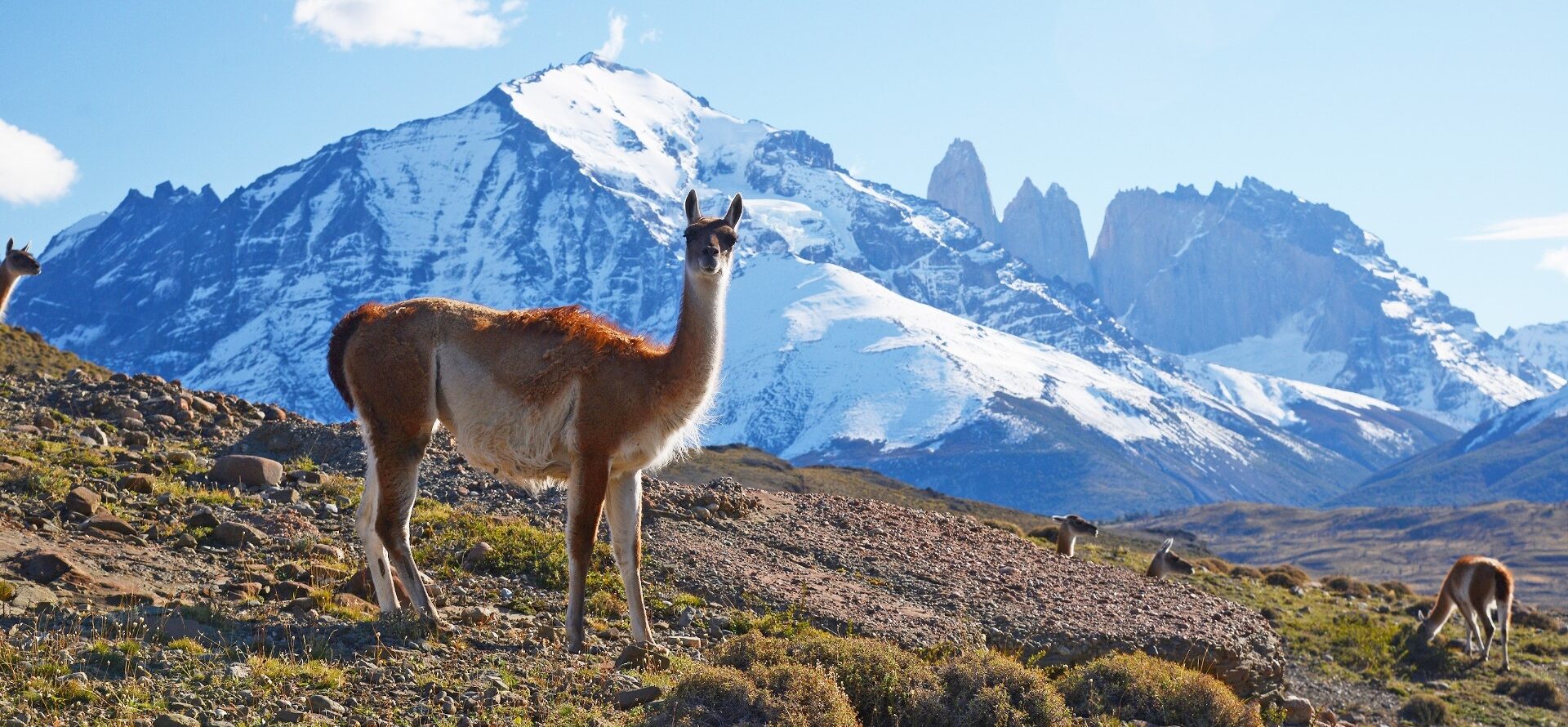 Wildlife in Patagonia: 20 Amazing Species | Cruises