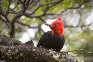 Wildlife in Patagonia: 20 Amazing Species | Celebrity Cruises