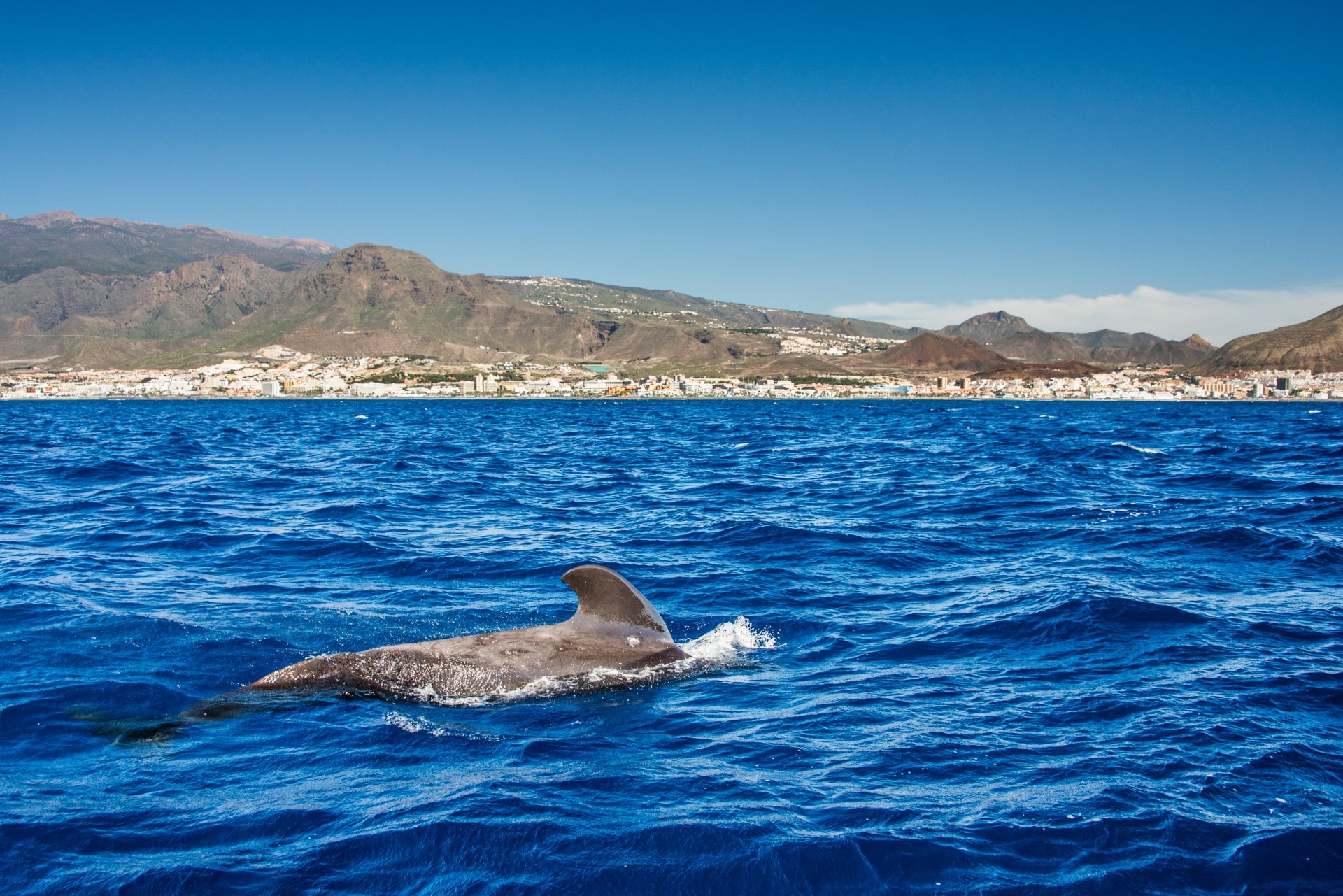 12 Best Places To Go Whale Watching In The World Celebrity Cruises 6530