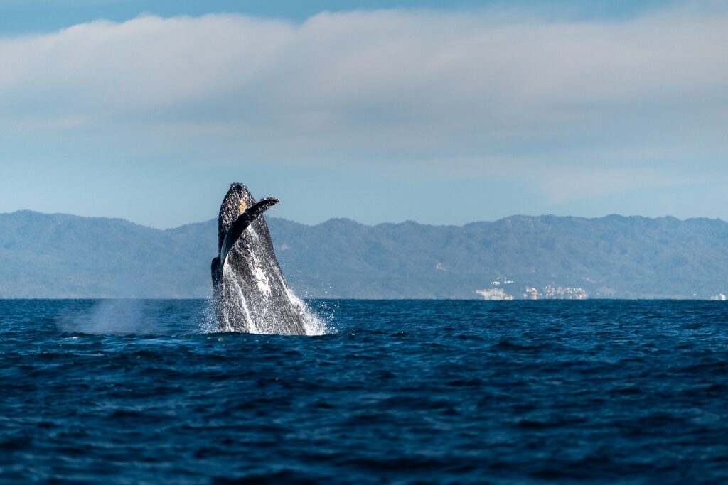 Humpback whale in Banderas Bay