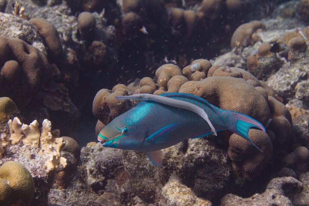 Trumpetfish in Aruba