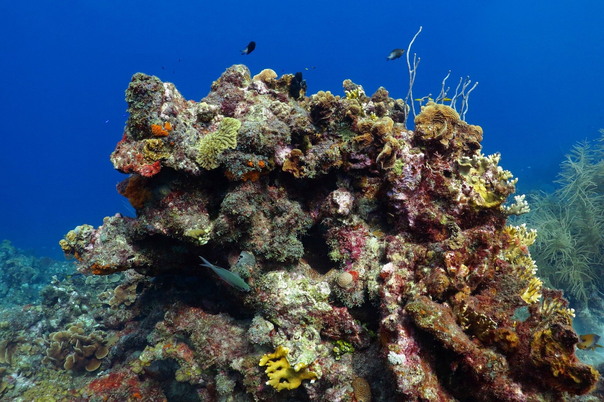 13 Best Places to Go Snorkeling in St. Croix | Celebrity Cruises