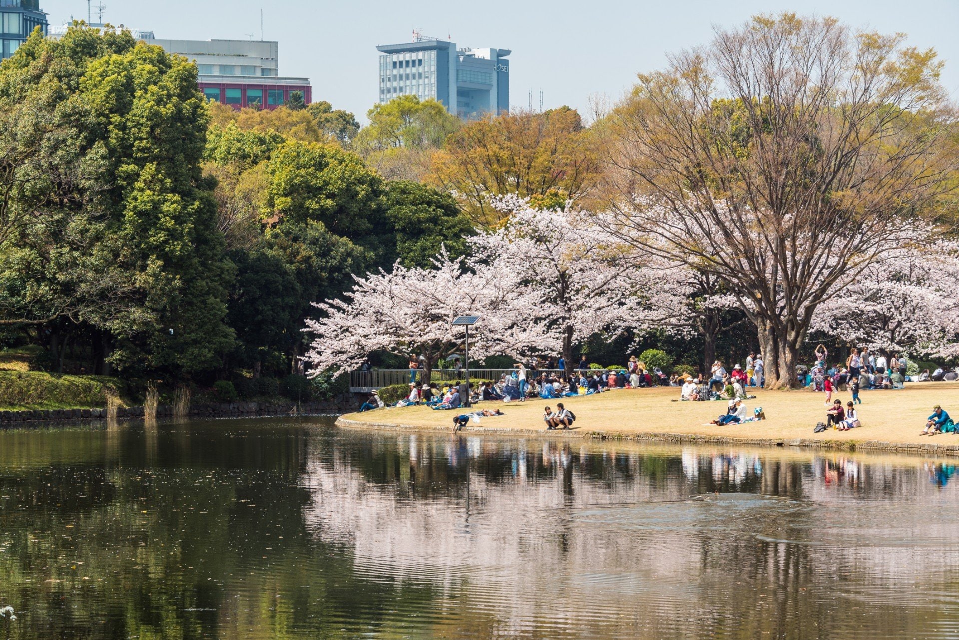 When Is the Best Time to Visit Tokyo? | Celebrity Cruises