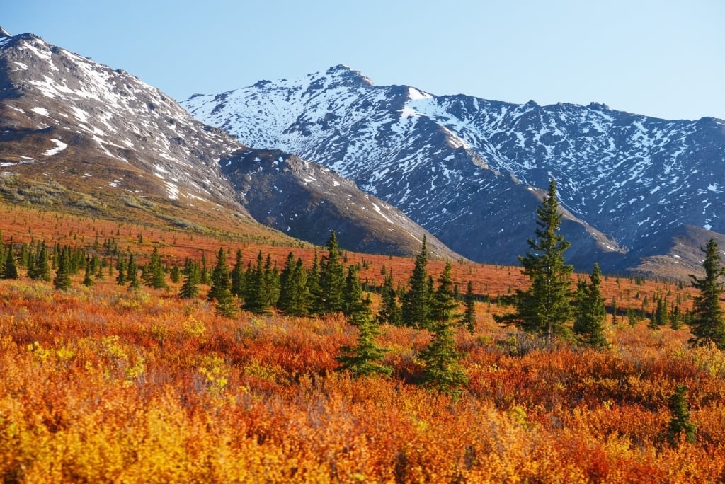 Fall landscape of Denali National Park