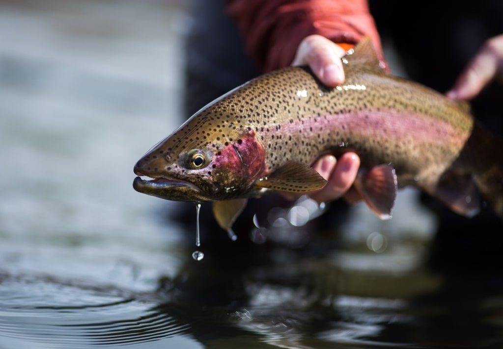 Rainbow trout caught in Alaska