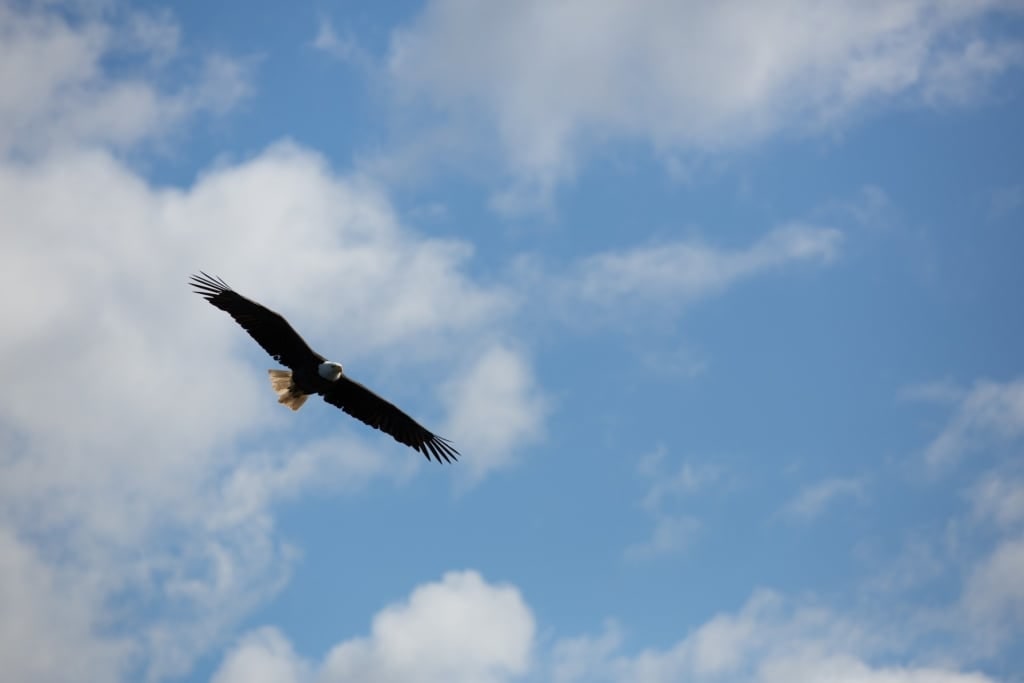 Bald eagle spotted in Alaska