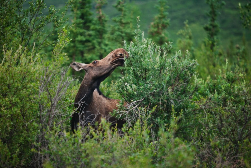 Moose spotted in Alaska